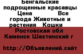 Бенгальские подрощенные красавцы. › Цена ­ 20 000 - Все города Животные и растения » Кошки   . Ростовская обл.,Каменск-Шахтинский г.